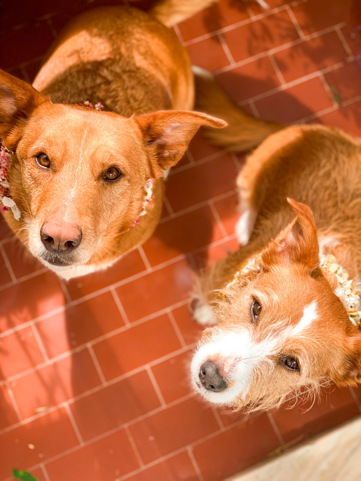Coleira para Cão em Flores Secas e Preservadas