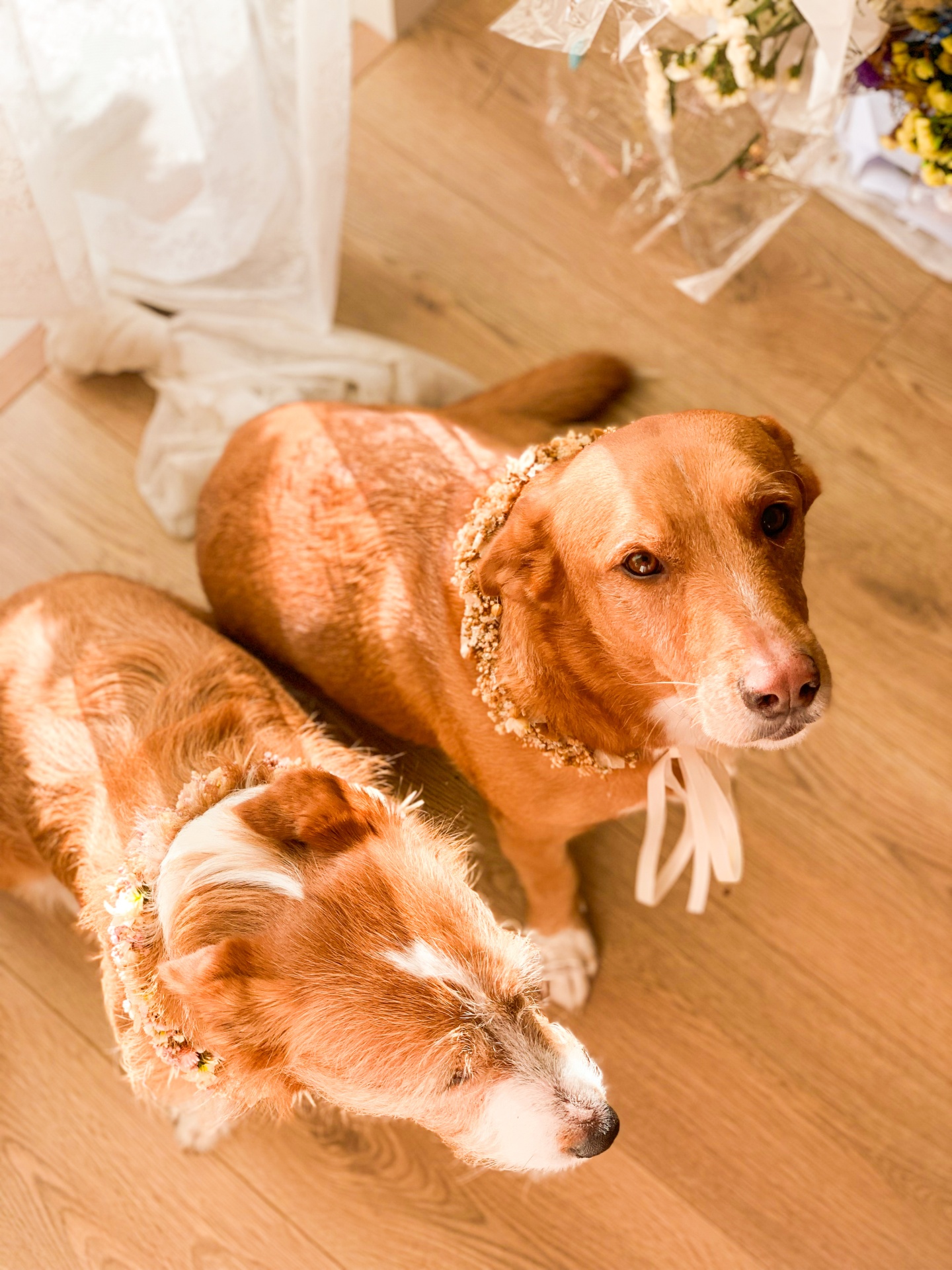 Coleira para Cão em Flores Secas e Preservadas