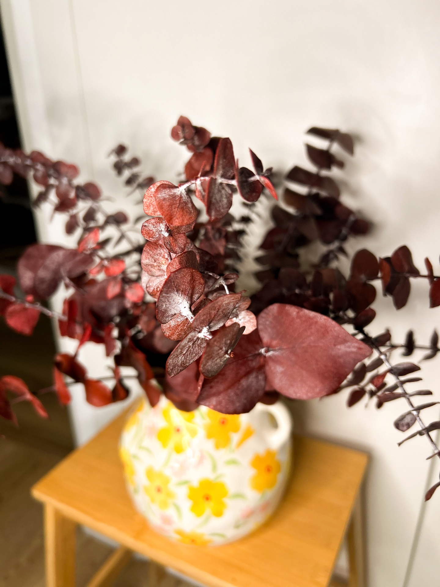 Eucalipto - Várias Cores