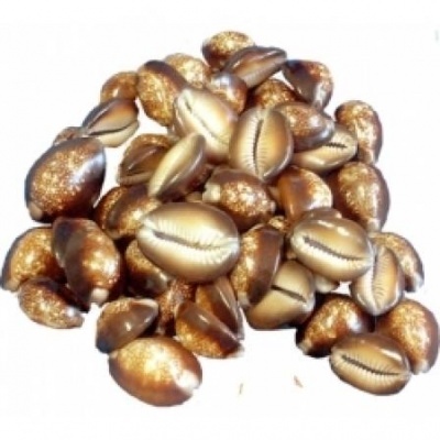 Búzio Natural (Fechado)