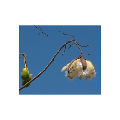 Almofada&#x20;SUMAUMA