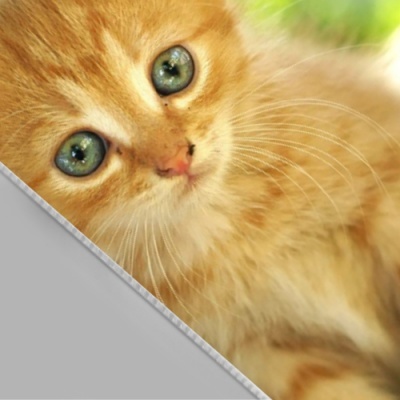 Polipropileno Alveolar - PPA