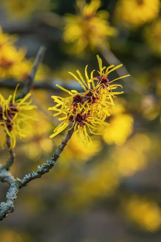 Planta Hamamelis virginiana com flores amarelas, utilizada na obtenção de ingredientes cosméticos.