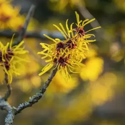 Planta Hamamelis virginiana com flores amarelas, utilizada na obtenção de ingredientes cosméticos.