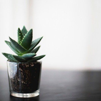 Kari Plant Support 🌵