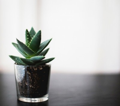 Kari Plant Support 🌵