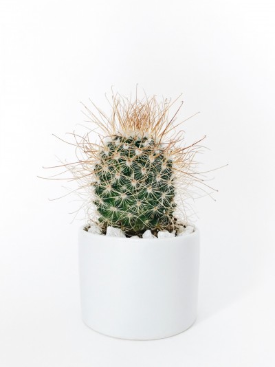 Round Cylinder White Pot Cactus