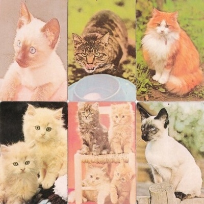 Lote 6 Calendários - Colecção 97 Gatos - 1988
