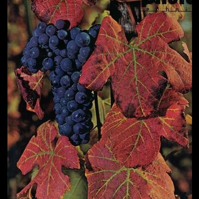 International Photo Technik - N.º 4 - 1969