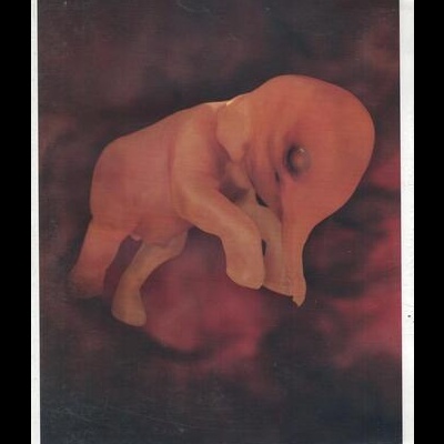 Vida no Ventre: Mamíferos [DVD]