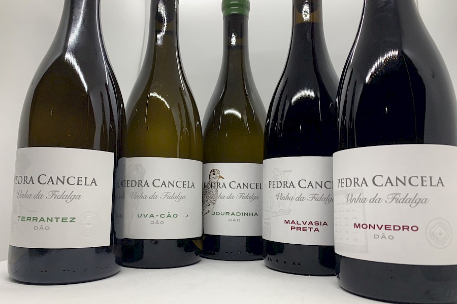 Lusovini lança 5 novos vinhos para recuperar património genético do Dão Lusovini lança 5 novos vinhos para recuperar património genético do Dão
