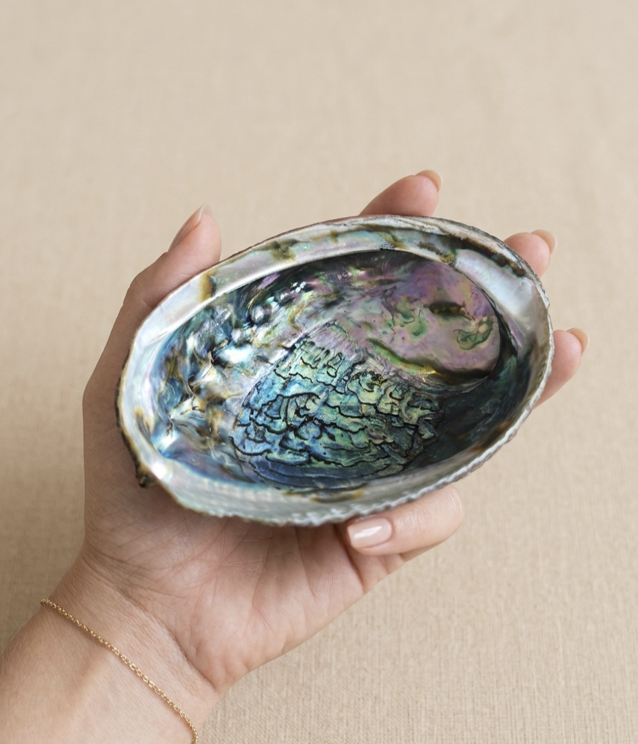Concha de Abalone 15 cms
