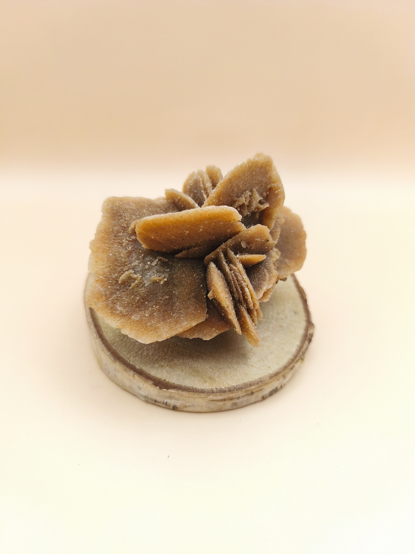 Rosa Deserto (7/8 cms)