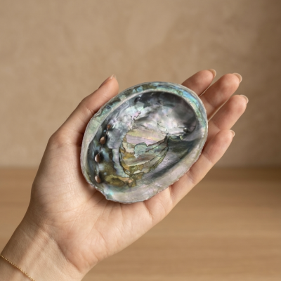 Concha de Abalone 8 cms