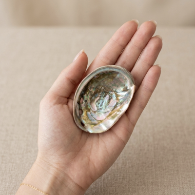 Concha de Abalone 7 cms