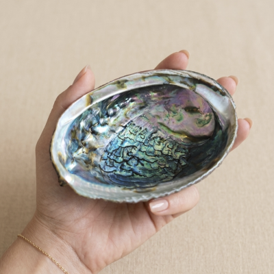 Concha de Abalone 15 cms