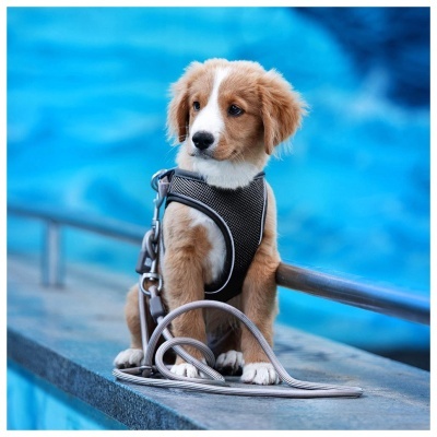 MAX & MOLLY - PEITORAL AIR-VEST MATRIX 2.0 (Preto)