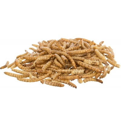 Vermes da Farinha P/ Hamsters - TX