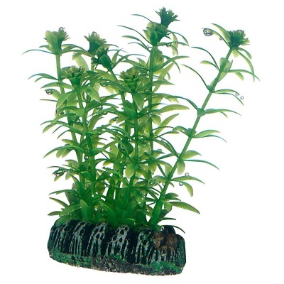 "HOBBY" - PLANTAS SET 3 (KIT 6 PLANTAS)