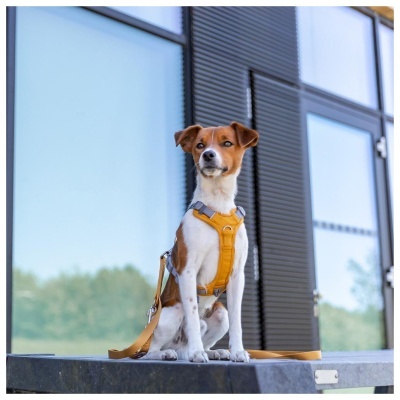 PEITORAL "PREMIUM ACTIVE"