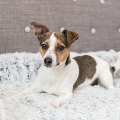 Cama Protetora de Sofá "HARVEY"