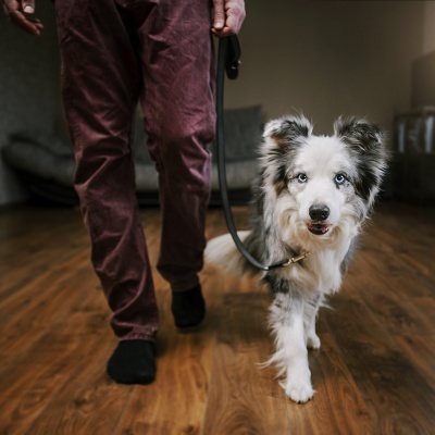 Trela "JULIUS-K9" Color & Gray Super-Grip (Preto)