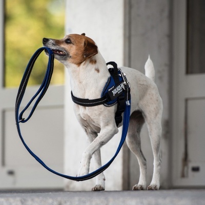 Trela "JULIUS-K9" Color & Gray Super-Grip (Azul)