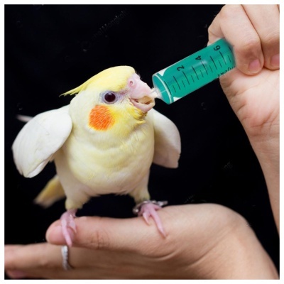 SERINGAS DE ALIMENTAÇÃO DE AVES (EMBALAGEM COM 2 UNIDADES)