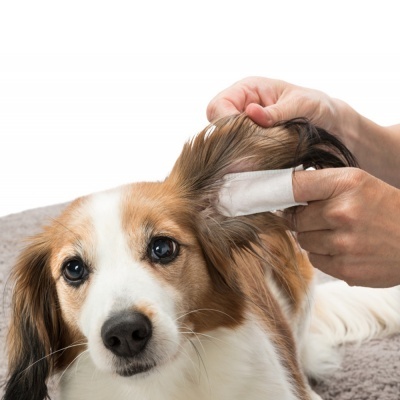 Dedeiras Descartáveis para Limpeza de Orelhas (50 unidades) - Trixie