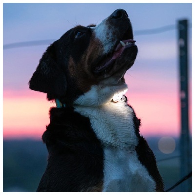 MAX & MOLLY - MATRIX ULTRA LED (SAFETY LIGHT) Preto