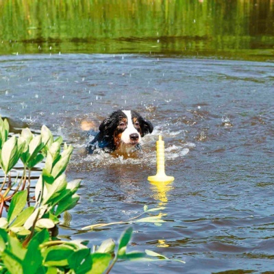 "Aqua Toy" - Mot - Aqua - TX