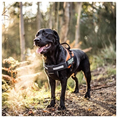 CHEST PAD (Distribuidor de Pressão ) P/ Peitorais de JULIUS K-9