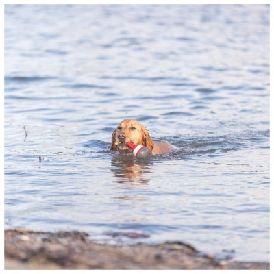 AQUA TOY - BOIA AQUÁTICA EM BORRACHA TPR COM CORDA (Especial Verão)