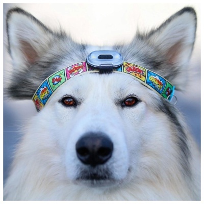 MAX & MOLLY - MATRIX ULTRA LED (SAFETY LIGHT) Preto