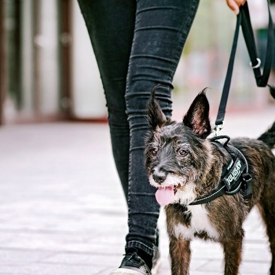 Trela "JULIUS-K9" Color & Gray Super-Grip (Preto)