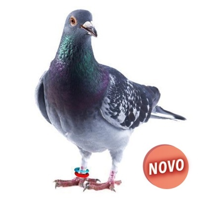 "KIT" INICIAL ANILHAS ELÁSTICAS