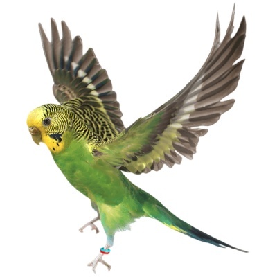 "KIT" INICIAL ANILHAS ELÁSTICAS