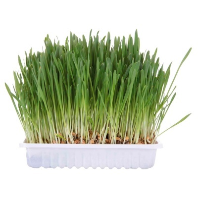 TABULEIRO COM ERVA GATEIRA