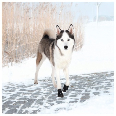 "WALKER ACTIVE" -  BOTA PROTETORA