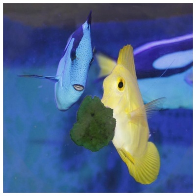 AQUAPEX - BIOGEL HERBI (BASE PARA ALIMENTO SEMI-HÚMIDO)