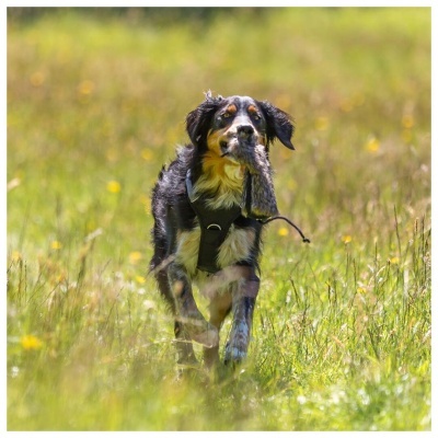 PEITORAL "PREMIUM ACTIVE" (Preto)