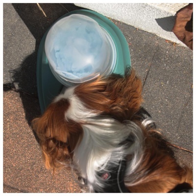 COMEDOURO/BEBEDOURO ESPECIAL PARA RAÇAS DE ORELHAS GRANDES