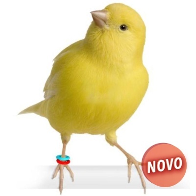 ANILHAS ELÁSTICAS - 50 UNIDADES (Laranja)