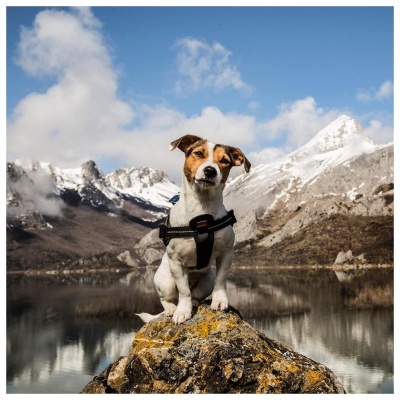 CHEST PAD (Distribuidor de Pressão ) P/ Peitorais de JULIUS K-9