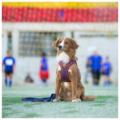 MAX & MOLLY - PEITORAL AIR-VEST "FC BARCELONA"