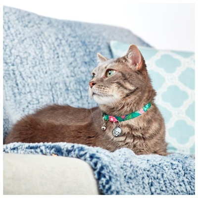 MAX & MOLLY - COLEIRA PARA GATO COM ID TAG "TROPICAL"