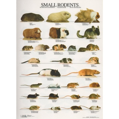 Poster Pequenos Roedores