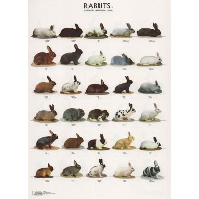 Poster Coelhos 2 (Rabbits 2) - EX