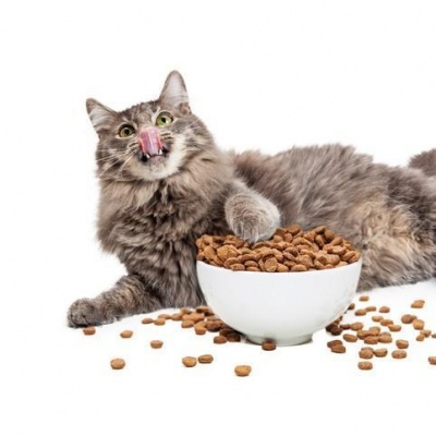 Alimentação Para Gato