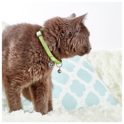 MAX & MOLLY - COLEIRA PARA GATO COM ID TAG "KIWI"